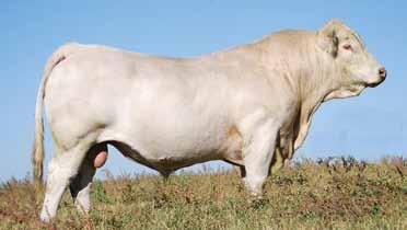 This is almost classic with Cigar, Duke 914, Wyoming Wind, and King Grazer as the leading sires in the pedigree.