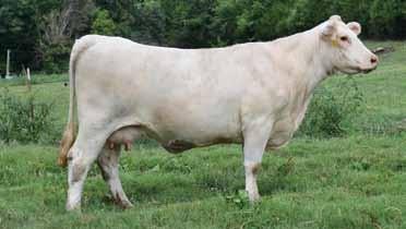 She milks extremely well and is very fertile and proficient. Maximo daughters are becoming some of the most sought after females in the breed, they are correct and eye-appealing.
