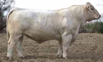 A very exclusive offer as very little semen exists on this powerful sire. The top selling bull at $32,000 in the 2013 DeBruycker sale.