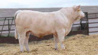 Their calves are elevating the quality and eye-appeal to all of the progeny. Darrel Newton Semen Offering JDJ Equity Z370...selling units of semen & progeny!