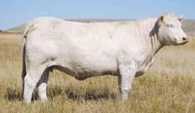 Willpower is also a paternal sib to BHD Dutton B185, senior herd sire at Sullivan s. Willpower displays the calving ease with his CE and BW EPDs and very balanced overall numbers.