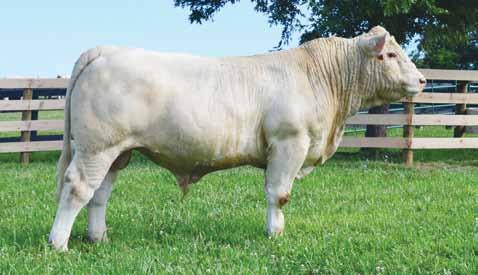 The 532 cow is a great milking cow, easy-fleshing, and exactly what you will want the females in your herd to resemble.