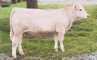 6 0 33 57 14 3 30 0.5 15 0.45-0.007 0.18 203.93 Safe to BHD Dutton B185 P for a fall 2017 calf; observed bred on 12/23/16. This is a big, BEEF cow!