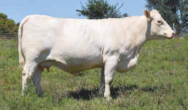 This is a cow that was scheduled to go into transplant when X292 left the herd, but wanting this sale to be one of the most impressive in the breed, the decision was made to not holdback!
