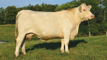 They have superior udder quality, and are a perfect size. This coming 2nd-calf heifer excels in pedigree. Miss Duke 172 set many records as she was the $20,000 high selling cow in Creighton Dispersal.