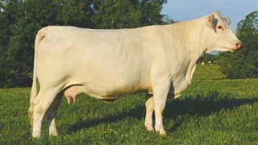 9 14 0.25-0.009 0.11 192.2 11A: Polled heifer calf (#E17,) born 4-29-17, 83 lbs., sired by BHD Dutton B185 P. Bred to CJC Mr President T122 on 6/24/17; checked safe.