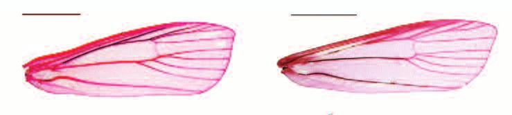, paratype, 1, (1a, male labial palpus; 1b, female labial palpus); 2. G.