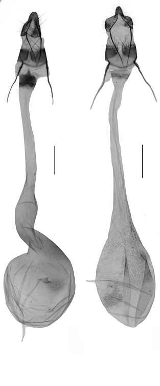 n., holotype, slide No. RYD04648; 6. G. leucacrinella Z., slide No. RYD04706 (scales = 0.