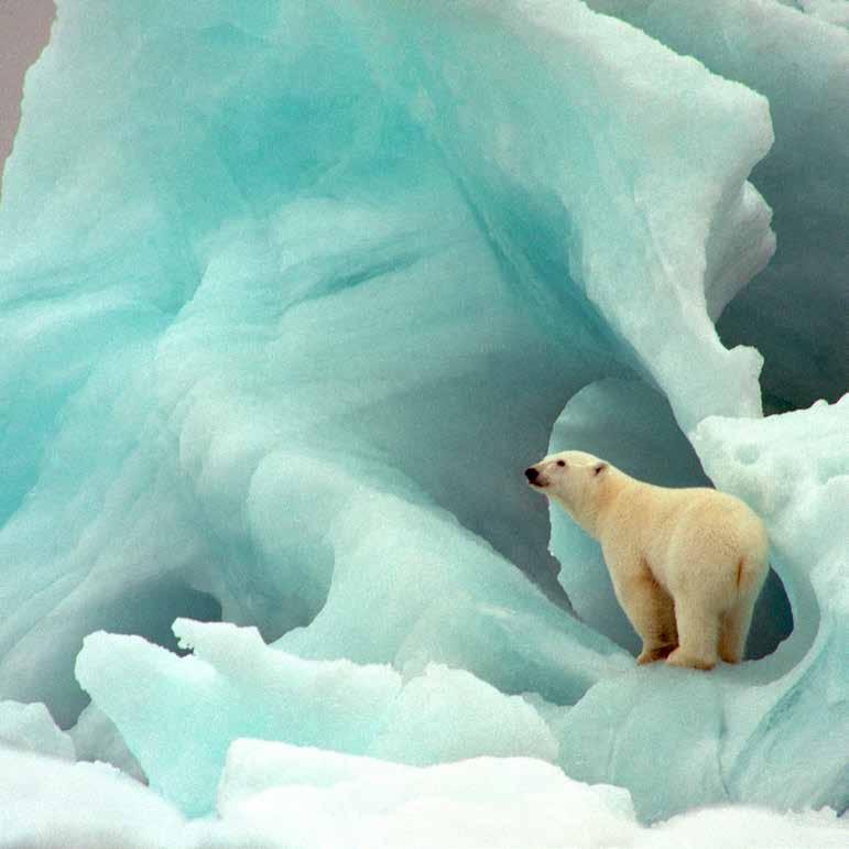 When people think of WWF s work protecting wildlife and ecosystems, their first image might be lush rainforests or tropical oceans. Yet the frozen polar regions of our planet are just as vital.
