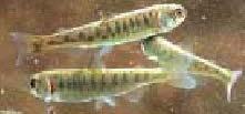 Body size of juvenile chum salmon released and return rate in the Hokkaido stocks