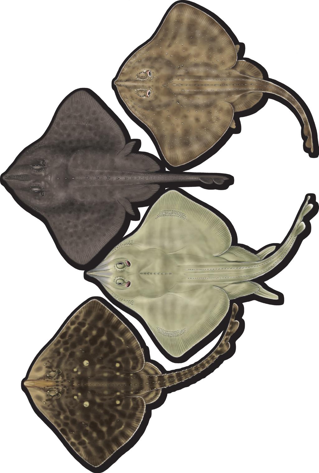 Supported by: tail, making confusion with the Thornback Ray, Raja clavata, possible (Stehmann and Bürkel, 2000).The can reach a maximum total length of 90cm in deep water and higher latitudes.