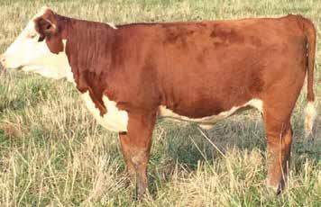 advantage. The first Studs are extraordinary mamas. She {DLF,HYF,IEF} P43327019 MF MASTER KEY LADY 4509 {DOD} NFI MASTER KEY 411 ET follows that with Ribeye, 719T, 4R and P606.