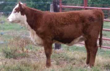 LIL MARIJANE 25Y P43327944 ASC MARIJANE 807U Consigned by Horne s Polled Herefords RH MS 1704 REMITALL LION KING 252L ET BH Y131 MOON 05J GQ {SOD}{CHB} BR MARION 4034 0.3 1.7 39 68 16 35 1.8 85 1.