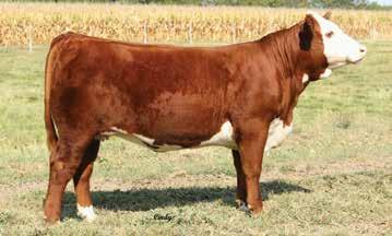 01 15 13 12 26 ROF TIME IS MONEY 311A ET {DLF,HYF,IEF} CRR D03 CASSIE 206 Selena is a dark red heifer with a lot of chrome.