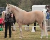 In order to celebrate the diversity of the Clydesdale Cross and other Heavy Horse breeds, the CCSHA is hosting a fun filled show for weanlings to 3 year old.