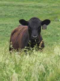 Corah Assistant Vice President, Supply Development Certied Angus Beef LLC Demand Index Value balanced packages through the bulls oered at Select Sires just look for