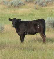 Select Sires Angus Bulls that meet or exceed the Marbling and $Grid EPD Recommendations of the CAB Best Practices