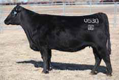 GAR SUNRISE 7AN361 Incredible CED with a major advantage for growth Stands alone as the only bull at his levels for CED and YW Both Marb and RE are over +1.