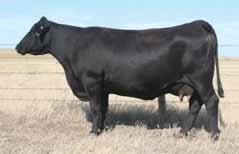 WHS LIMELIGHT 64V 7AN311 Docility is a big advantage with Limelight His first daughters excel for udder design and body depth Top 1% in the Angus breed for 5 important economic traits Over 500 head