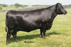 Signature A logical outcross that s rock solid in every EPD category. One of the big footed, stoutest structured bulls in our line up.