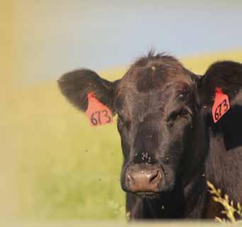 The promise of more widespread application of genomics in our industry has led many to surmise that a producer would eventually be able to take a DNA sample on a newborn calf, and immediately