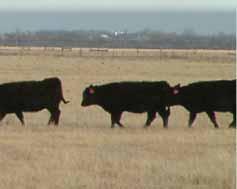 enomics today do not completely describe the Breeders sometimes ask if it is no longer necessary to collect data at the ranch (e.g., weaning weights, ultrasound scan data, carcass measures).