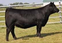 SAV PROSPERITY 9131 7AN328 Expect outstanding growth and performance with eye catching phenotype Breeders admire his docile daughters for their depth of body, level udders and powerful hip Backed by