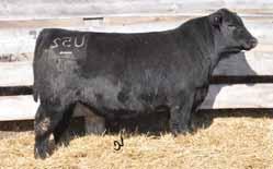PLATTEMERE WEIGH UP K360 7AN349 Pedigree, Performance and Phenotype all wrapped in one unique package Weigh Up transmits more body density, depth and flank than his pedigree would suggest His