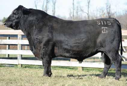 TC TOTAL 410 7AN258 One of the best cowmakers of the past decade Generates docile, attractive, high-growth cattle Earns high honors for customer satisfaction If you like em a little bigger and really