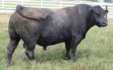 8241 Born: 1-29-08 BW: 77 lbs/ ratio 96 WW: 773 lbs/ ratio 105 YW: 1347 lbs/ ratio 108 Yr. SC: 36 cm Yr. Frame: 6.7 From Connealy Angus Ranch, NE and Way View Cattle Co.