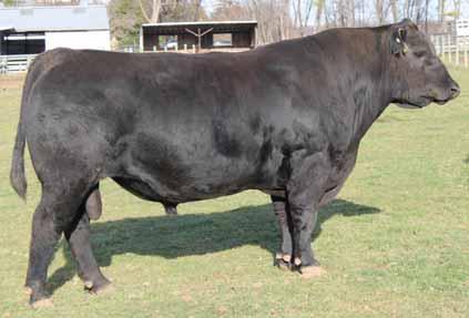 CONNEALY SHREK 4242 7AN373 No other Protégé son can rival Shrek s spread of calving ease and growth The highest YW Protégé son in the Angus breed Use to add a notch of stature while avoiding extremes