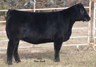 COLEMAN REGIS 904 7AN330 A proven calving ease sire that delivers quality replacement females and stout made, thick ended bulls One of our most popular sires due to his ability to consistently sire