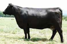 BENFIELD REALITY 6211 7AN371 An outcross to all of our lineup, check into this calving ease Chisum son A maternal brother to the popular Benfield Substance Use to improve toe symmetry, heel depth and