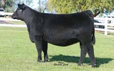 CURTIN LUMINEER 2001 New! 7AN381 The top selling 2013 sale feature from the historic Curtin herd A bull worthy of use for his phenotype alone watch his video at selectsiresbeef.