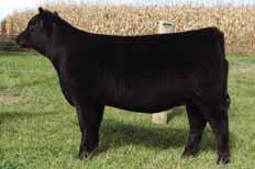 Blackbird 502 Champion Hill Blackbird 1943 Differentiating himself as the must use First Class son in the Angus population Sired the top selling prospects at Stertzbach and Dameron in 2013 Sires an