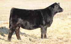 76 lbs/ ratio 97 WW: 693 lbs/ ratio 105 Mature SC: 40 cm Mature Height: 56 in From Conley Angus, MO; Pembroke Cattle, OK; Saucer Five Ranch, UT and Conley Cattle, OK DHD Traveler 6807 BC Classic 443