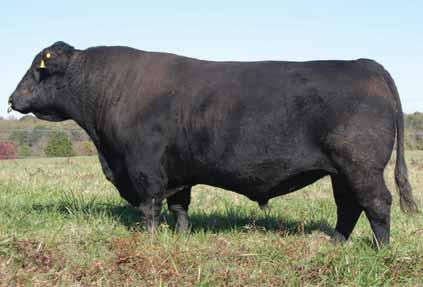 SS INSIGHT T20 7AN297 Proven calving ease standout Top 4% BW and Top 10% CED Excels for $Weaning Top 3% SS Young Sire Program Proven he earned his figures against the best Daughters are deep-sided,