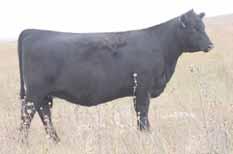 8 From Stewart Select Angus, IN SAF Focus of ER Mytty In Focus Mytty Countess 906 GAR Retail Product Ann SS R83 Ann SS 31L Daughter, Diagger-Orr Angus, NE EPD 11-1.7 56 91.17 -.1.85 14 6.6 14 25 11 3.