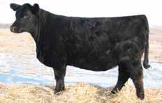 TC THUNDER 805 7AN319 Extraordinary feet, leg and udder improver one of our best Progeny proven for PAP his calves average 38 Provides both Marbling and Muscle to moderate, thick calves Ties together