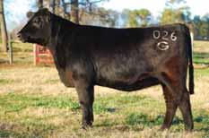 2 GAR Objective 1885 From Gardiner Angus Ranch, KS; GAR 1407 New Design 2232 CAM Ranches and Ogeechee Angus, GA At weaning or on the grid, Prophet delivers Profit!