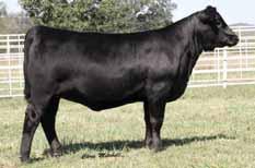 GAR INGENUITY 7AN341 One of the most powerful carcass bulls ever proven Top 1% Marb, RE, $G and $B and Top 2% for DOC!