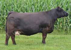 LG770 Stature Muscle Body Width Body Depth Joint Angles SELECTion Sense breed average You won t find many calving ease sires that generate progeny so powerful and three dimensional His dam is one of