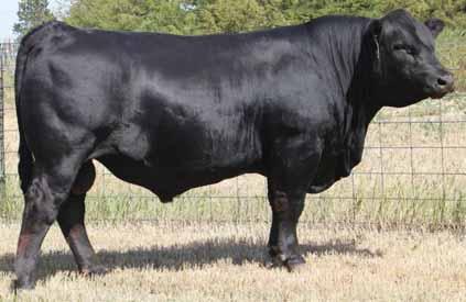 GW ROBUST 605Z 7SM75 Hard to find calving ease, maternal potential and yearling growth EPD in the high +120 s Pedigree stems from 2 Select Sires greats Predestined and Premium Beef New!