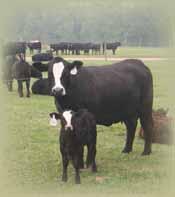 Breed of heifer, region of the country, calving season and labor at calving too are always factors to consider.