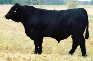 4 Reg: 2291941 Born: 9-7-04 From Juliana Miller Hodges, NC; Triangle J Ranch, NE and Gibbs Spring 2014 ASA Sire Summary Farms, AL CE BW WW YW MCE Milk MWW Stay Doc CW YG Marb Fat REA API TI EPD 11.