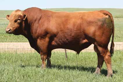UNL-HUSKER 84X 7SM68 Take advantage of exceptional calving ease and excellent carcass quality in a red half-blood package Customer satisfaction Husker has seen repeat use in several top herds Expect