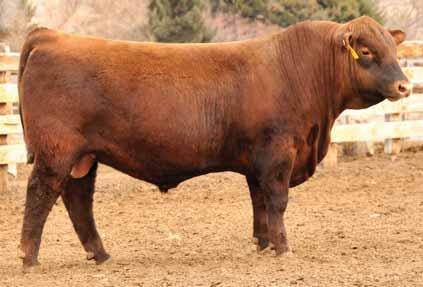 LSF BALANCED 2113Z 7AR65 Look at his EPD profile it s easy to see how he got his name Expect fertile, easy calving and long lasting daughters A power house when it comes to carcass performance Reg: