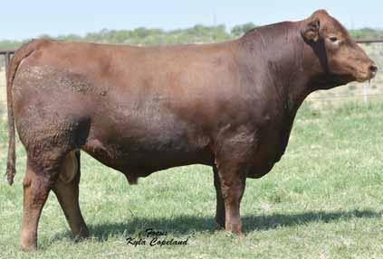 2 From Ludvigson Stock Farms and Orion Beef Group International, MT Spring 2014 RAAA Sire Summary BROWN CORONADO Z7266 New!