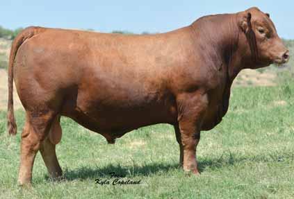 BROWN T-ROCK Z7241 7AR67 Impressive physical specimen with a super balanced EPD spread His dam has produced more dollars in sales than any other Red Angus cow in history The rancher s kind stouter