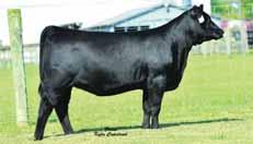 connealy CONFIDENCE 0100 7AN350 The calving ease specialist!